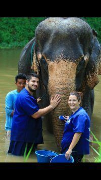 elefantes tailandia