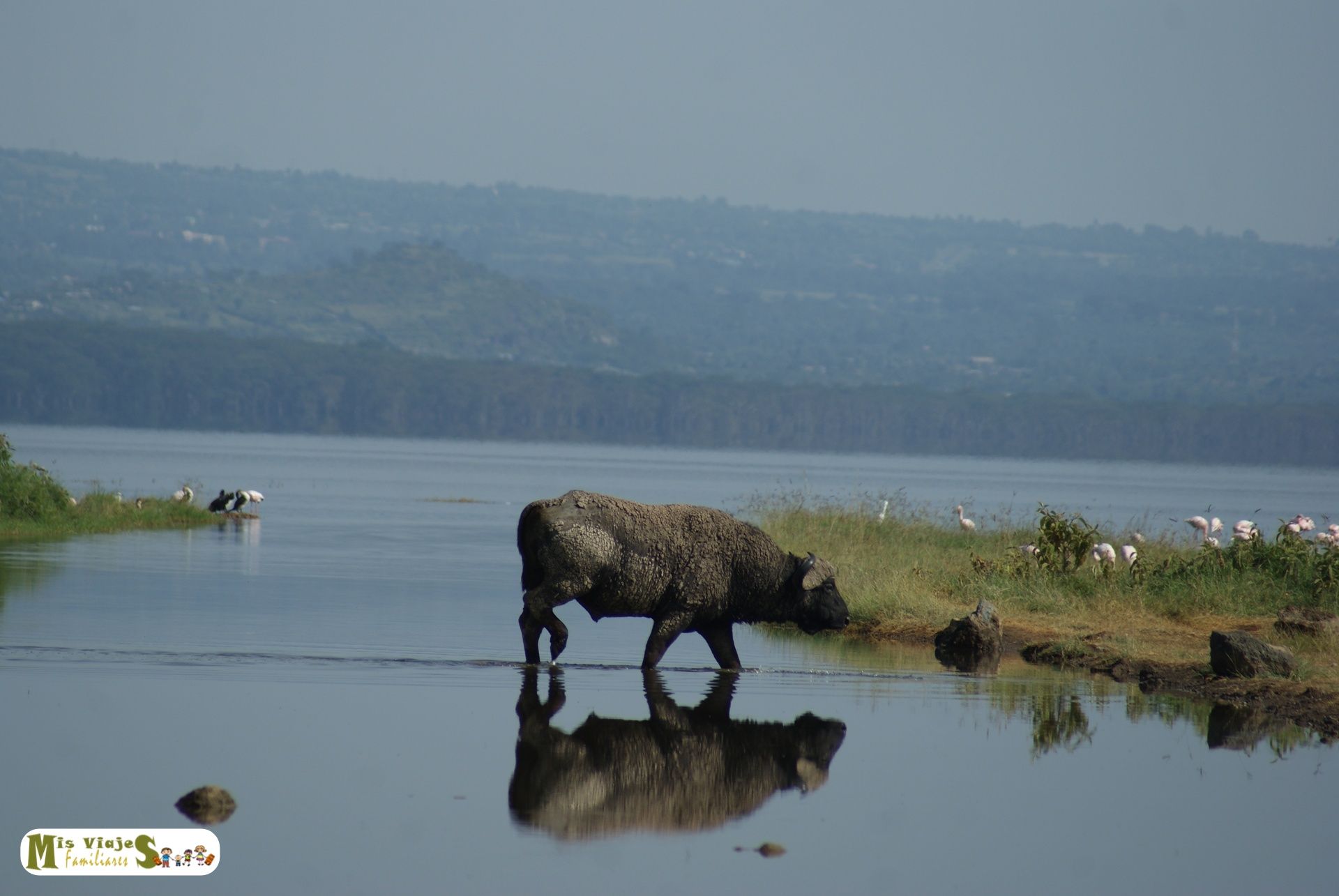 Búfalo cruzando el agua en Lago Nakuru durante un safari en Kenia con flamencos al fondo