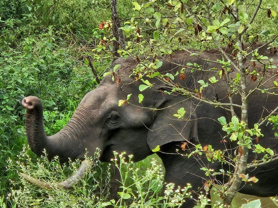 Parque nacional de Nagarhole en el sur de la India
