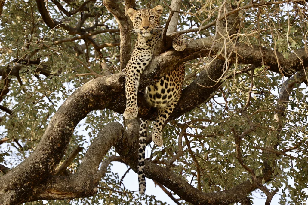 Leopardo en un árbol en Kruger, uno de los imprescindibles que ver en Sudáfrica