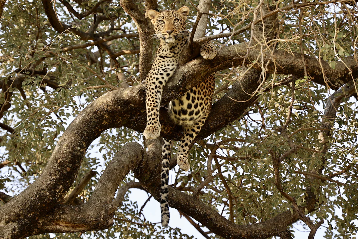 Leopardo en un árbol en Kruger, uno de los imprescindibles que ver en Sudáfrica