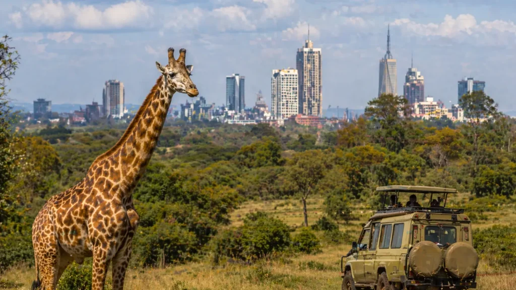 Jirafa en Nairobi con skyline de la ciudad al fondo y vehículo safari en Kenia