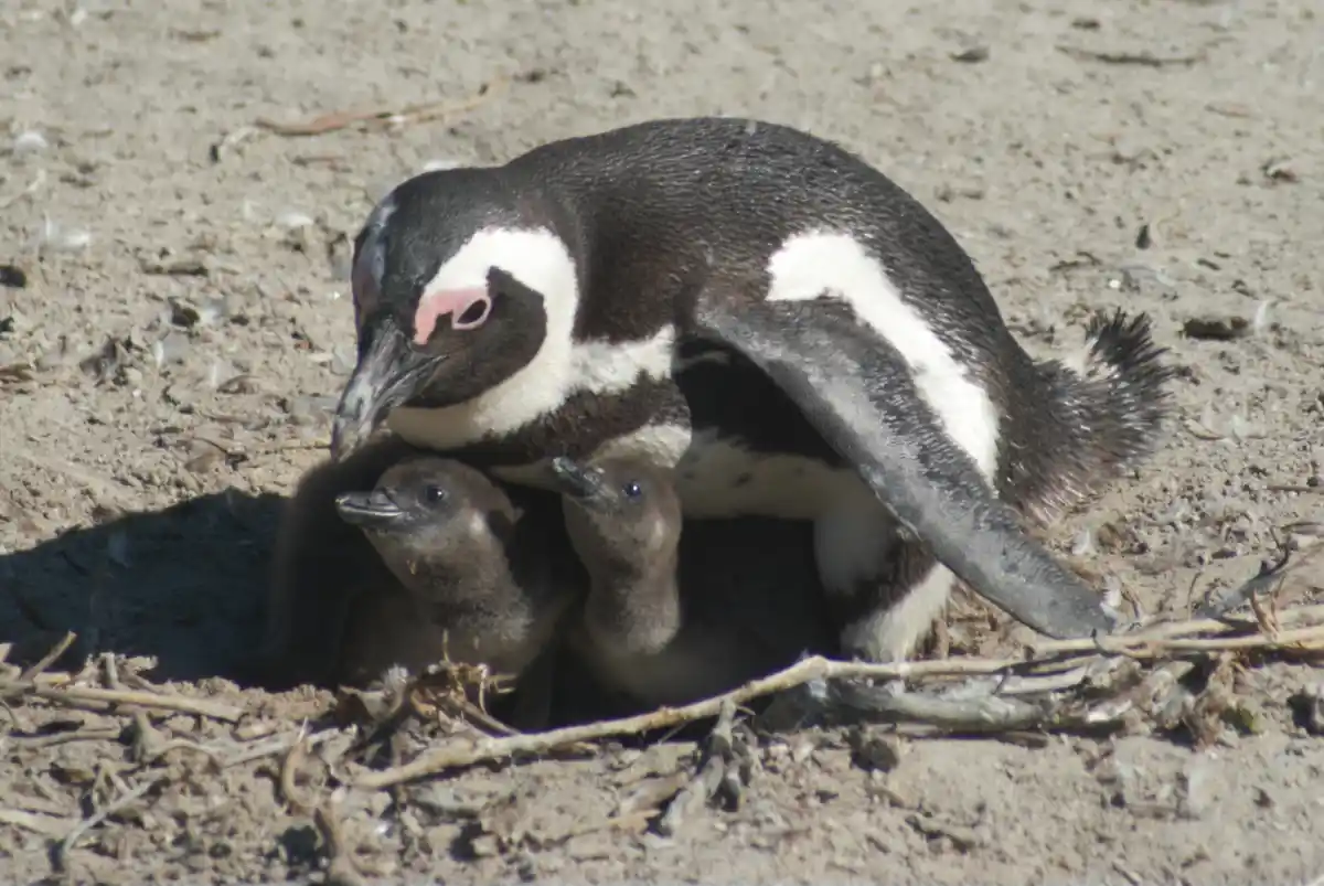 1 Pingüinos en Bouldres Beach, uno de los lugares imprescindibles que ver en una ruta por Sudáfrica