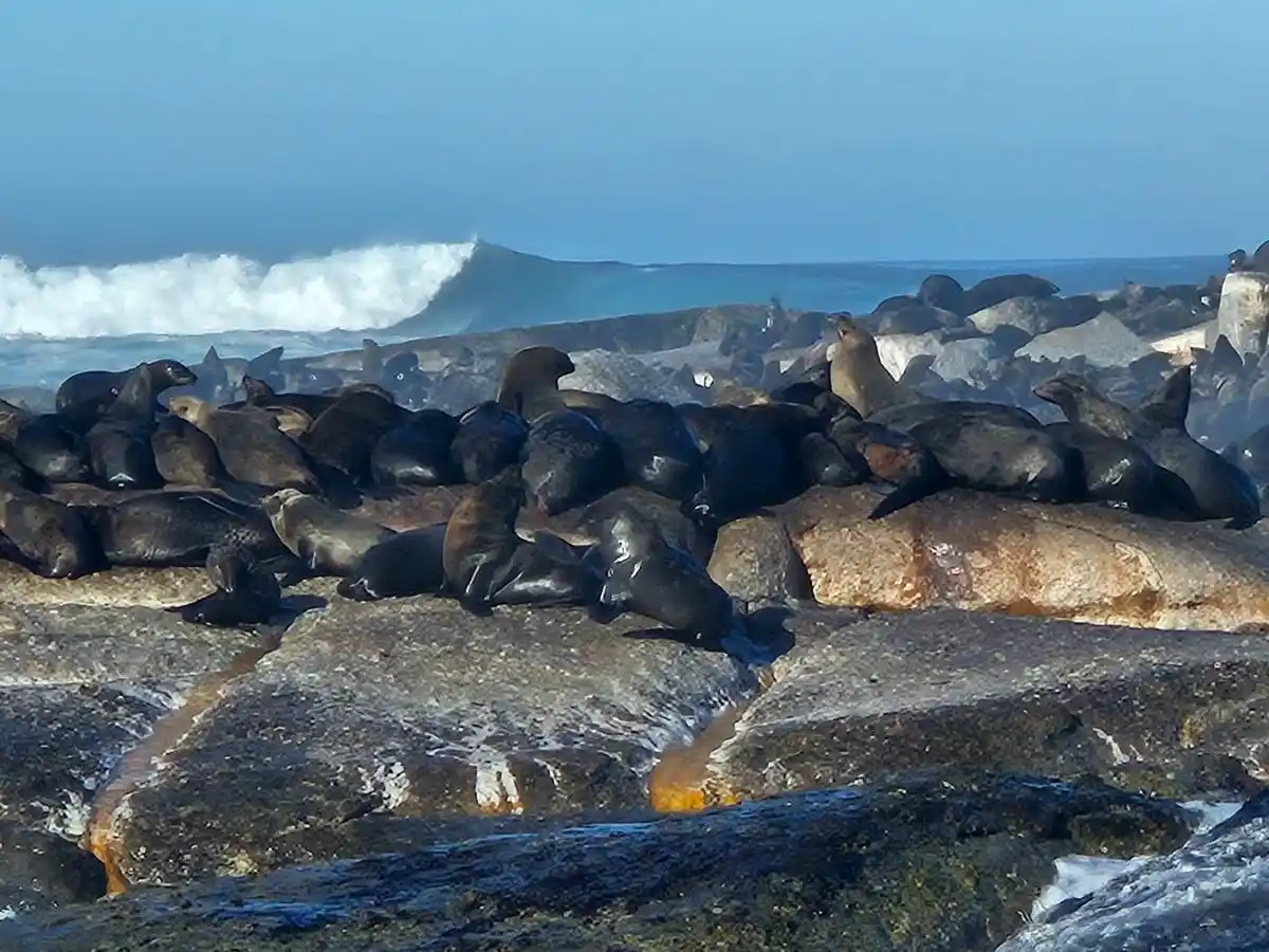 Leones marinos en Ciudad del Cabo Leones marinos que puedes ver en Ciudad del Cabo desde Hout Bay