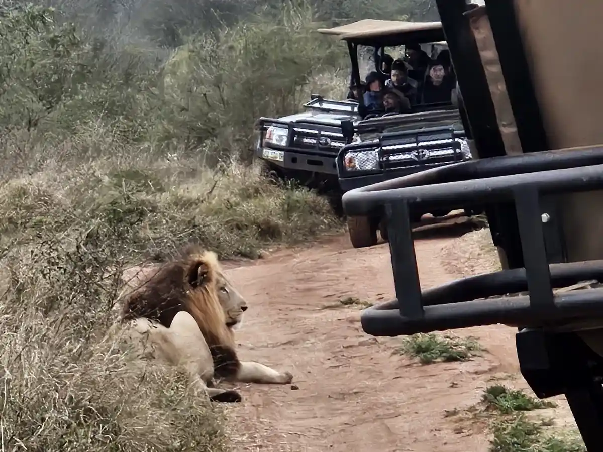 León durante un safari León durante uno de los safaris que hicimos durante nuestro viaje a Sudáfrica por libre