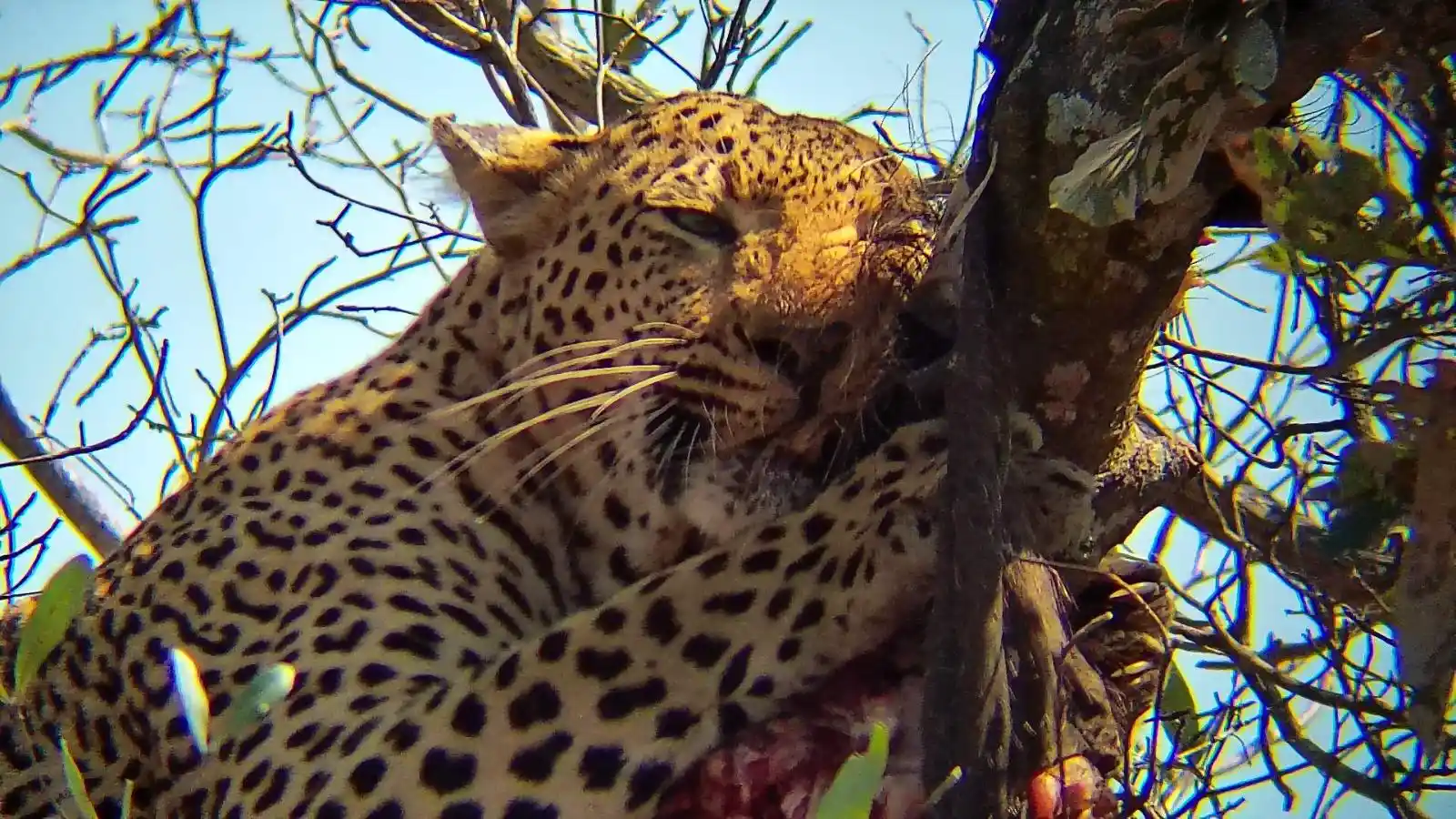 Leopardo descansando en un árbol durante nuestro safari con niños recorriendo Sudáfrica por libre