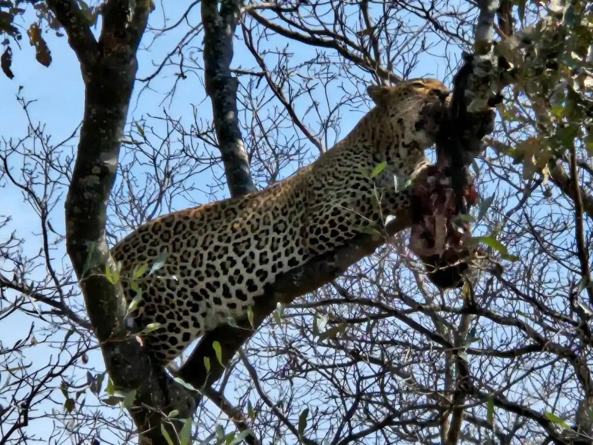 20260822_110842 leopardo que vimos durante nuestro viaje familiar a Sudáfrica por libre