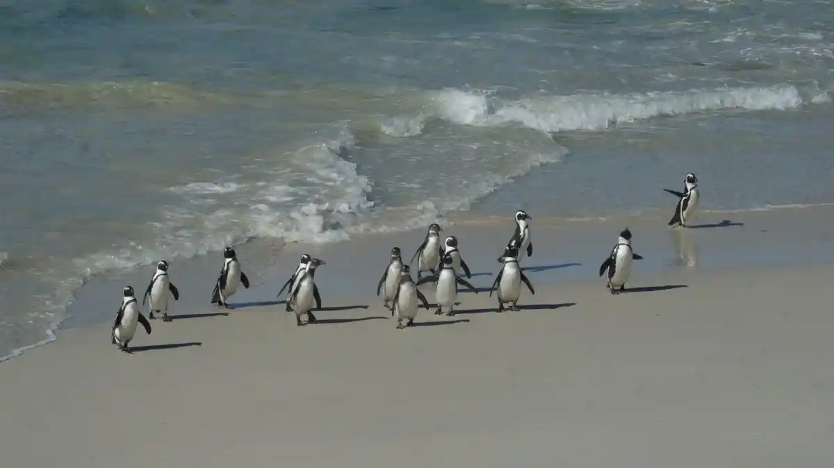 DSC04653 Pingüinos en Boulders Beach. Uno de los lugares que más disfrutamos durante nuestra visita a Ciudad del Cabo por libre
