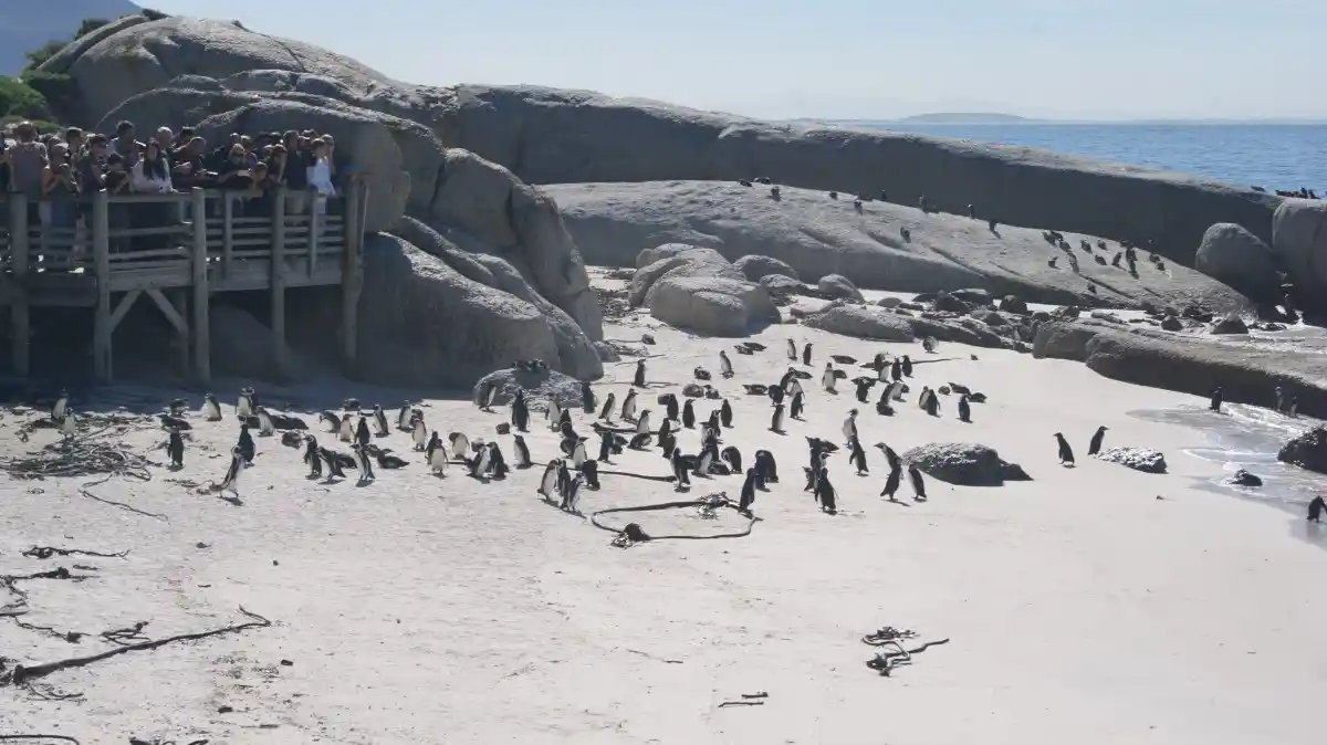 DSC04686 Pingüimos que puedes ver en Ciudad del Cabo, durante un viaje a Sudáfrica por libre