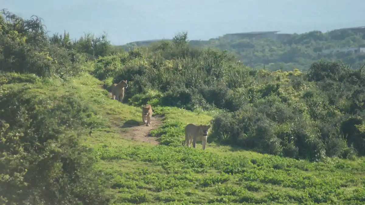Leonas en Addo Park, Sudáfrica Leonas que vimos en Addo Park, durante nuestro viaje con niños a Sudáfrica
