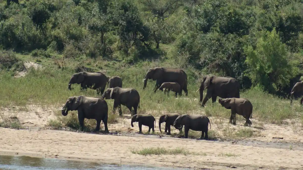DSC05578 Manada de elefantes en parque Kruger durante uno de nuestros safaris familiares en África