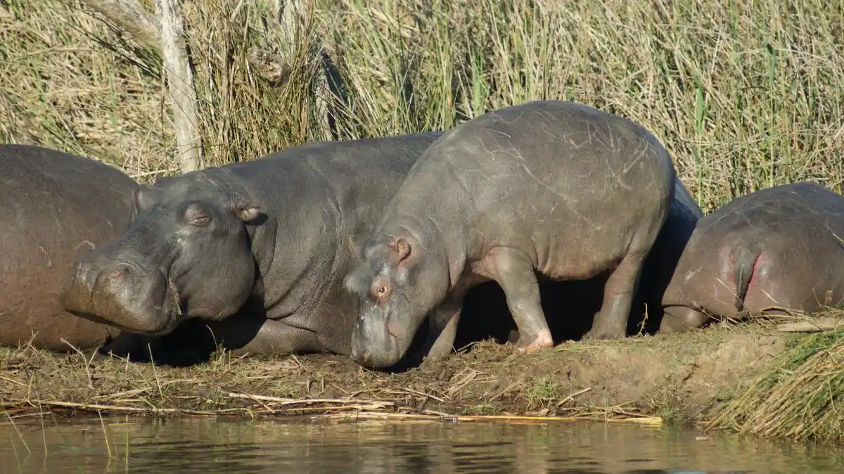 Hipopótamos en Santa Lucía (Sudafrica) 2 Hipopótamos que vimos en Santa Lucía, durante nuestro viaje familiar a Sudáfrica por libre