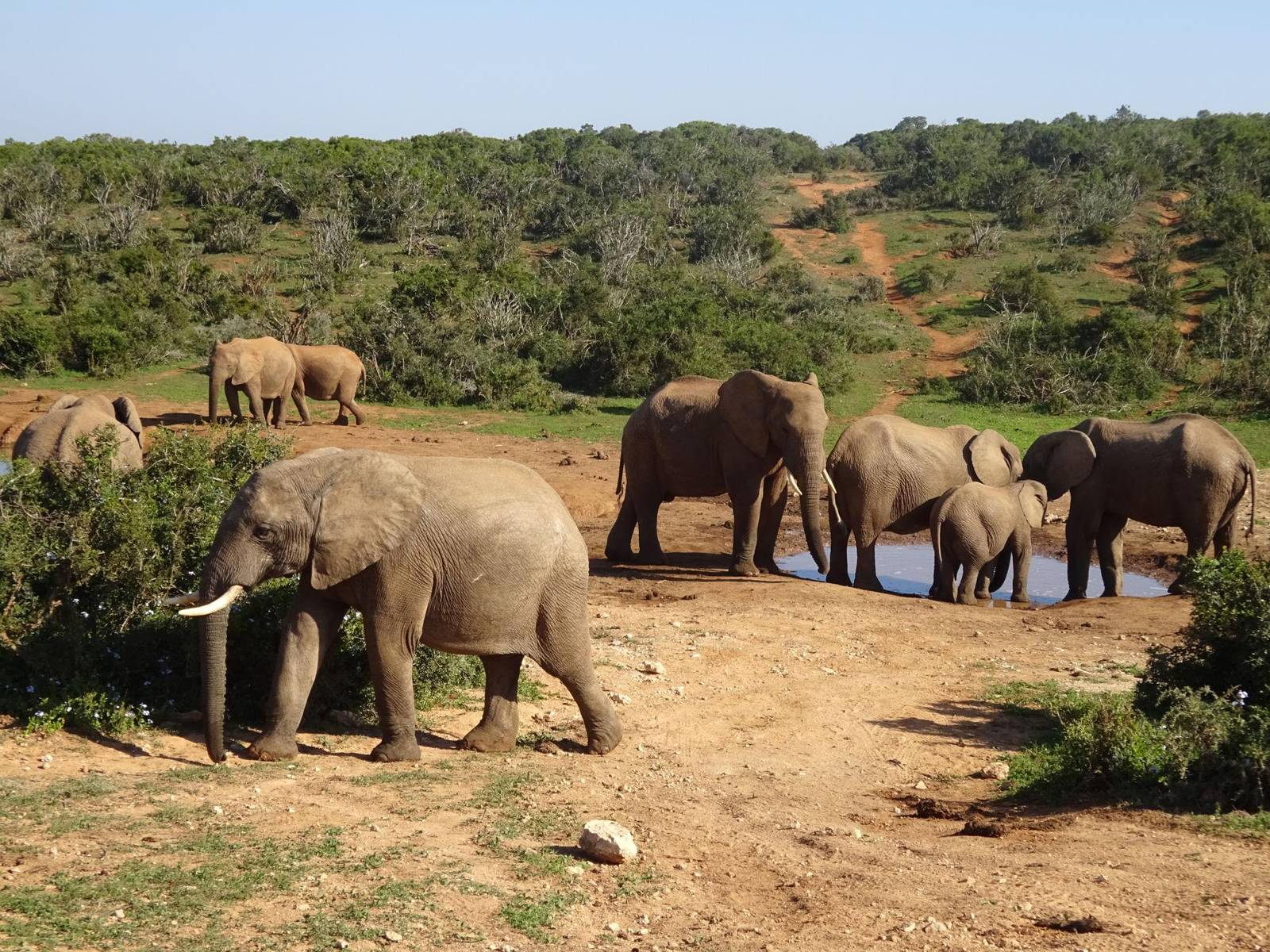 addo-elephant-national-park-sudafrica Elefantes en Addo Elephant National Park, uno de los mejores lugares que ver en Sudáfrica
