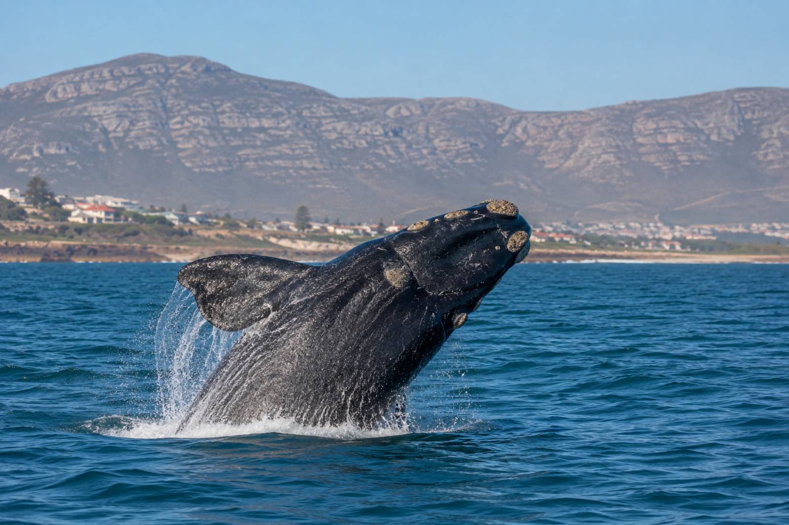 ballena-hermanus-sudafrica-2 Ballena en Hermanus, uno de los lugares más impresionantes que ver en Sudáfrica