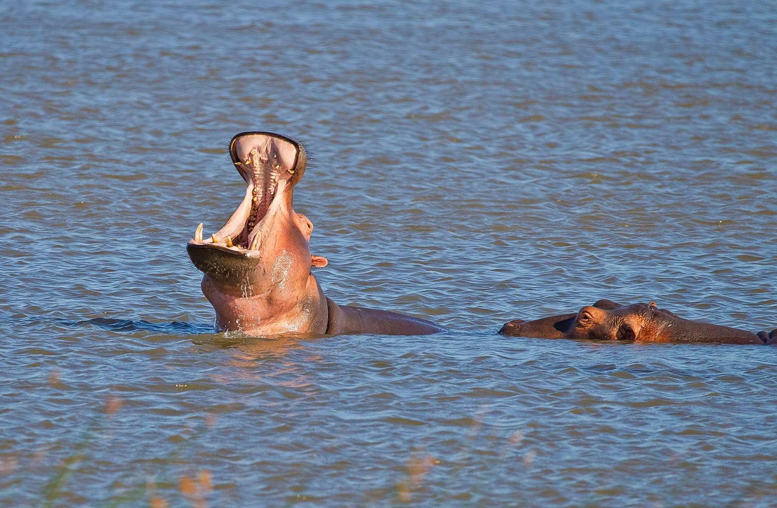 hipopotamos-santa-lucia-sudafrica