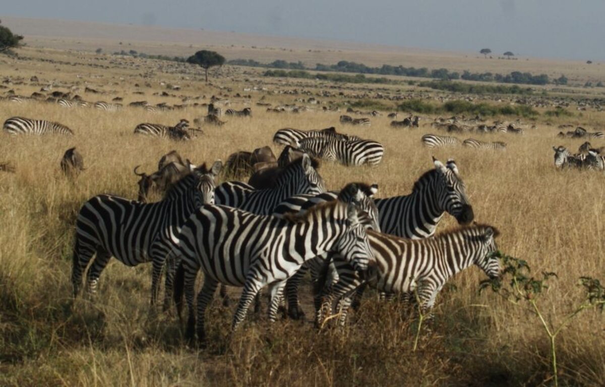 migracion-en-masai-mara Mamíferos en las grandes explanadas del Masai Mara, uno de los mejores sitios para ver la migración