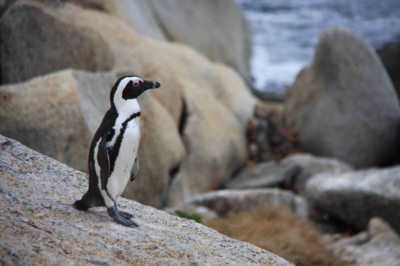 pinguino-boulders-beach-sudafrica Pingüinos africanos en Boulders Beach, uno de los lugares imprescindibles que ver en Sudáfrica