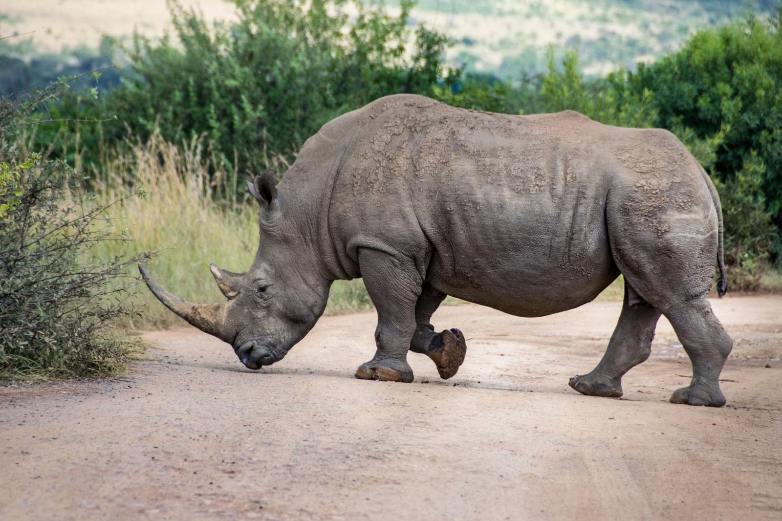 rinoceronte-sudafrica-blog Rinoceronte durante un safari, una de las experiencias imprescindibles que ver en Sudáfrica