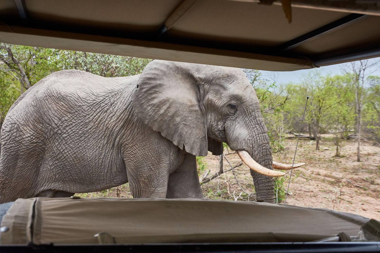 safari-kruger-elefante-sudafrica Safari guiado en Kruger National Park viendo un elefante en Sudáfrica