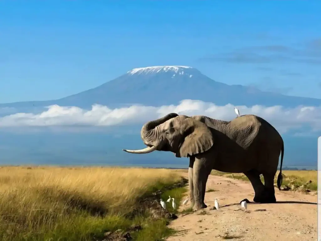 Elefante en Amboseli con el Kilimanjaro de fordo, durante uno de nuestros mejores safaris en África