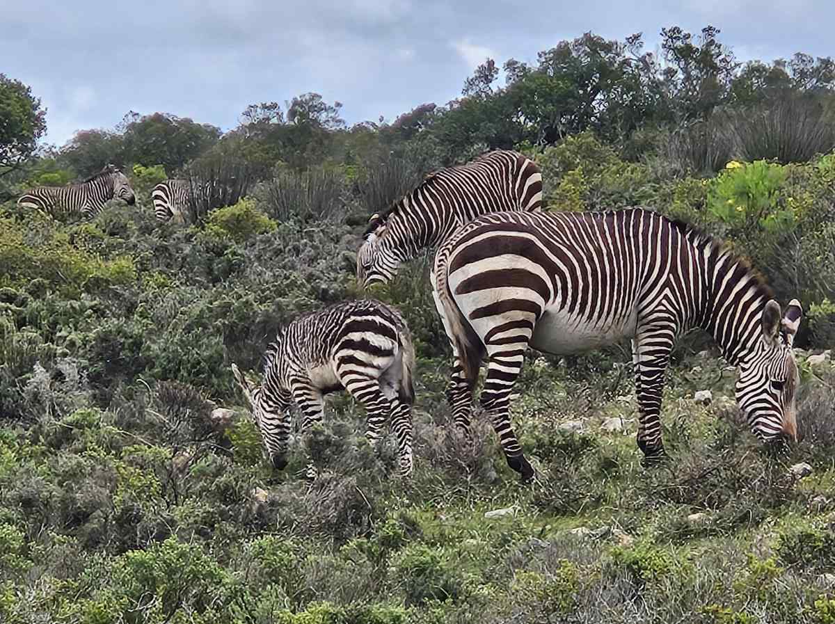 Cebras en De hoop. Algunos de los animales salvajes que verás durante un viaje por la Garden Route