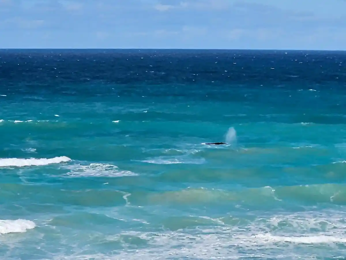 Ballena en Kopi Allen, en De Hoop, uno de los lugares más impresionantes que ver en la Garden Route, en Sudafrica