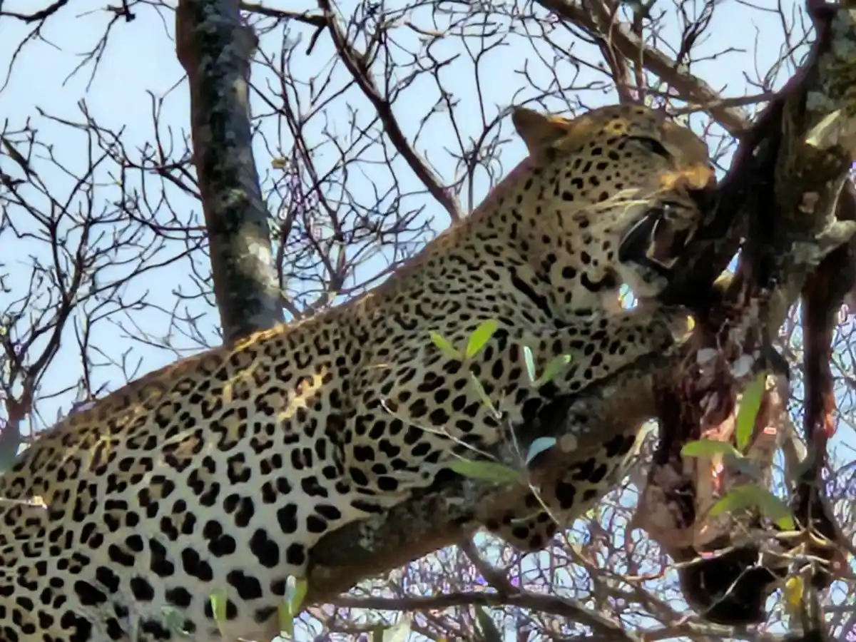 20260822_111340 Leopardo comiendo en un árbol, en el aprque nacional del Kruger, unos de los mejores para hacer safaris en África