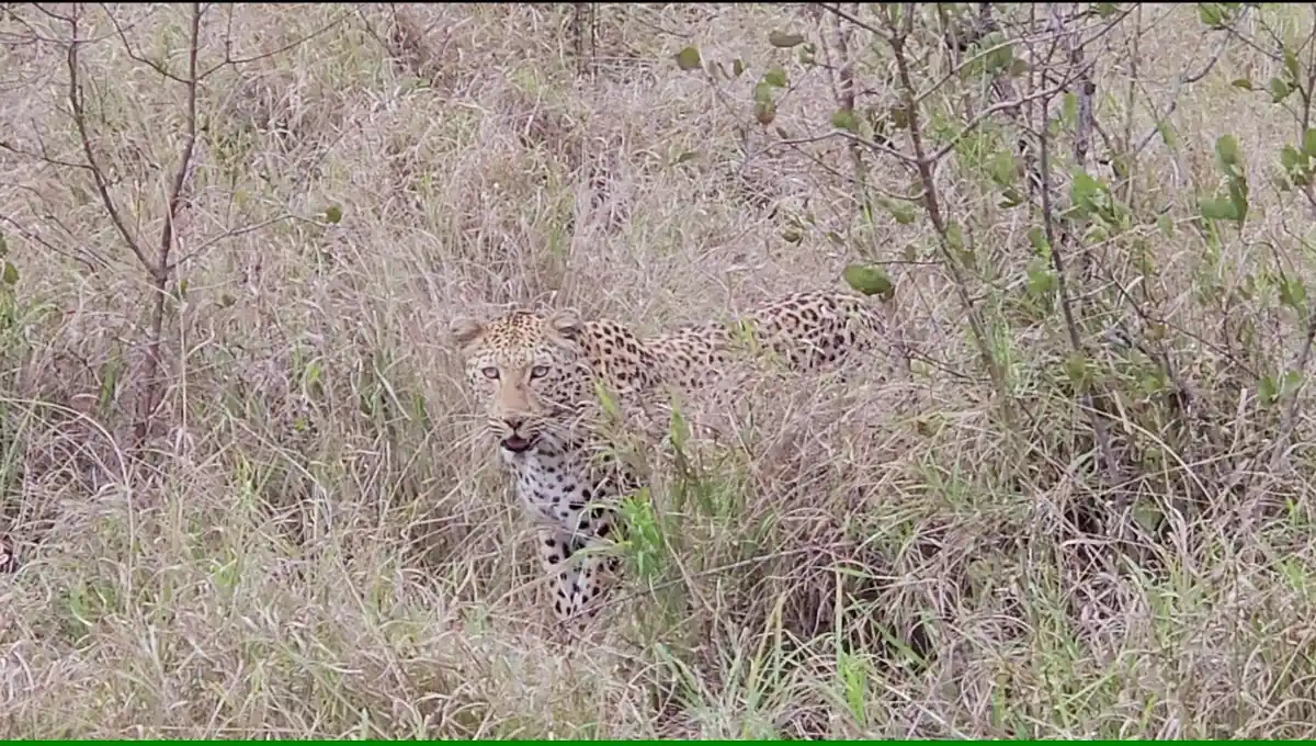 Leopardo que vimos en el Parque Nacional Kruger, haciendo safaris por libre.