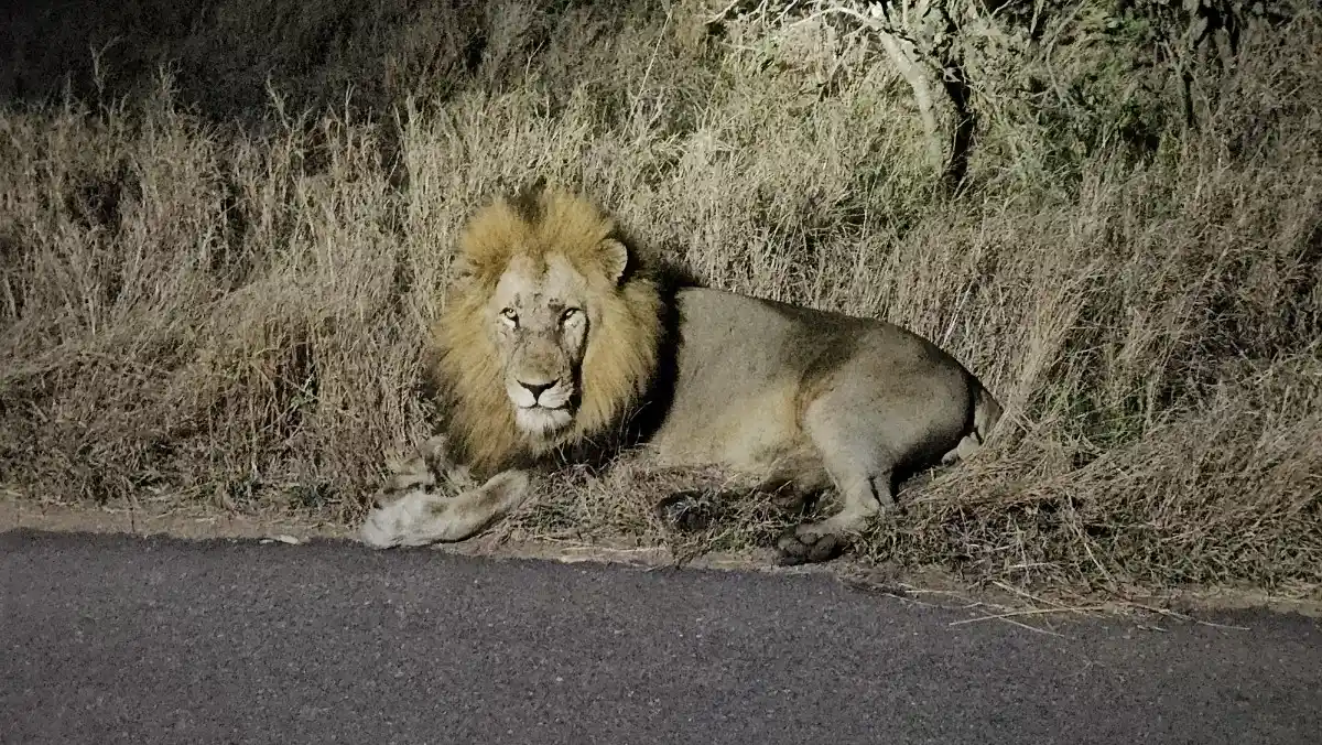 León que vimos durante un sunset drive en el Parque Nacional de Kruger que recorrimos por libre con nuestros hijos