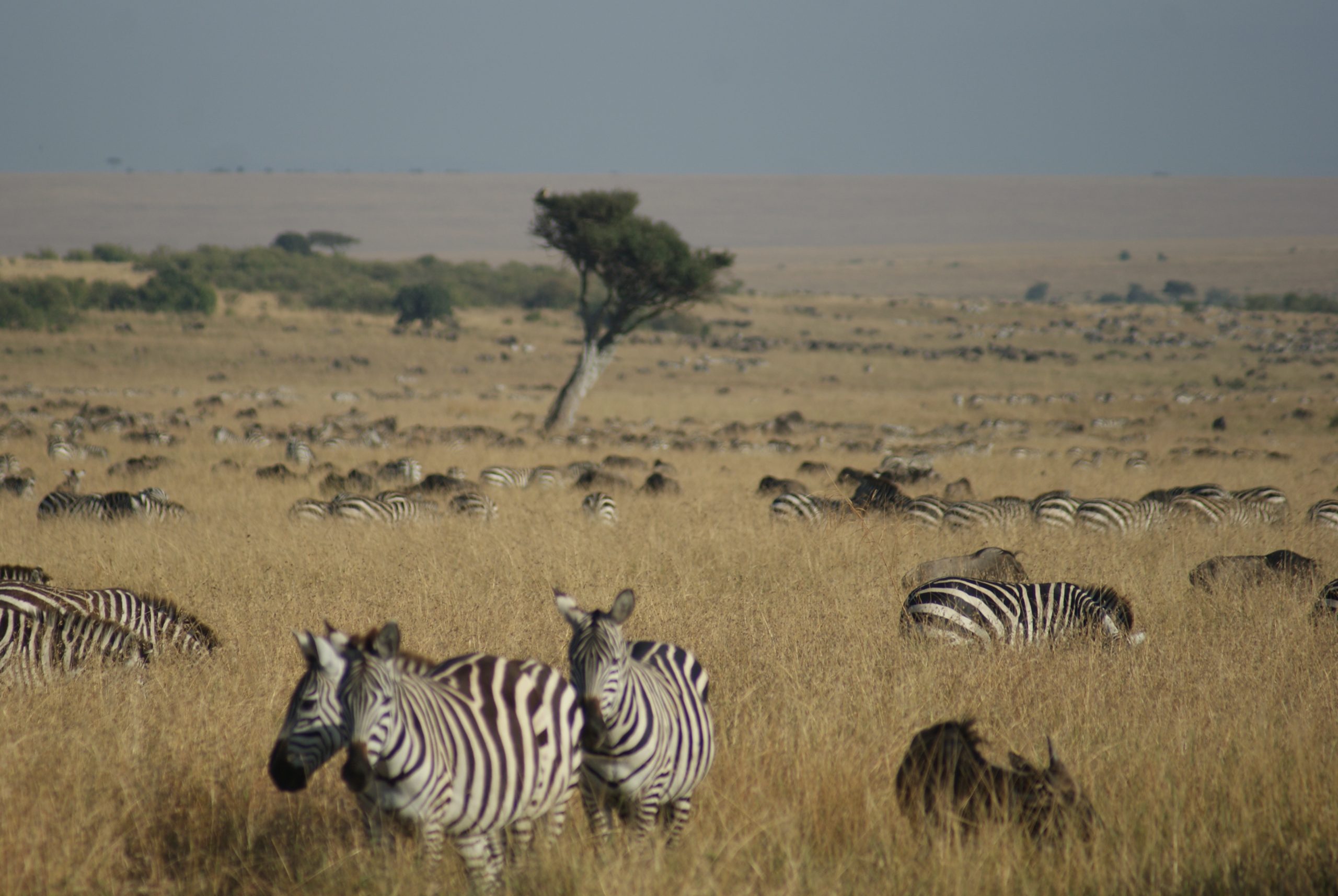 SONY DSC Animales en las llanuras del Masai Mara, uno de los mejores sitios para ver la gran migración y el cruce de los animales por el río Mara