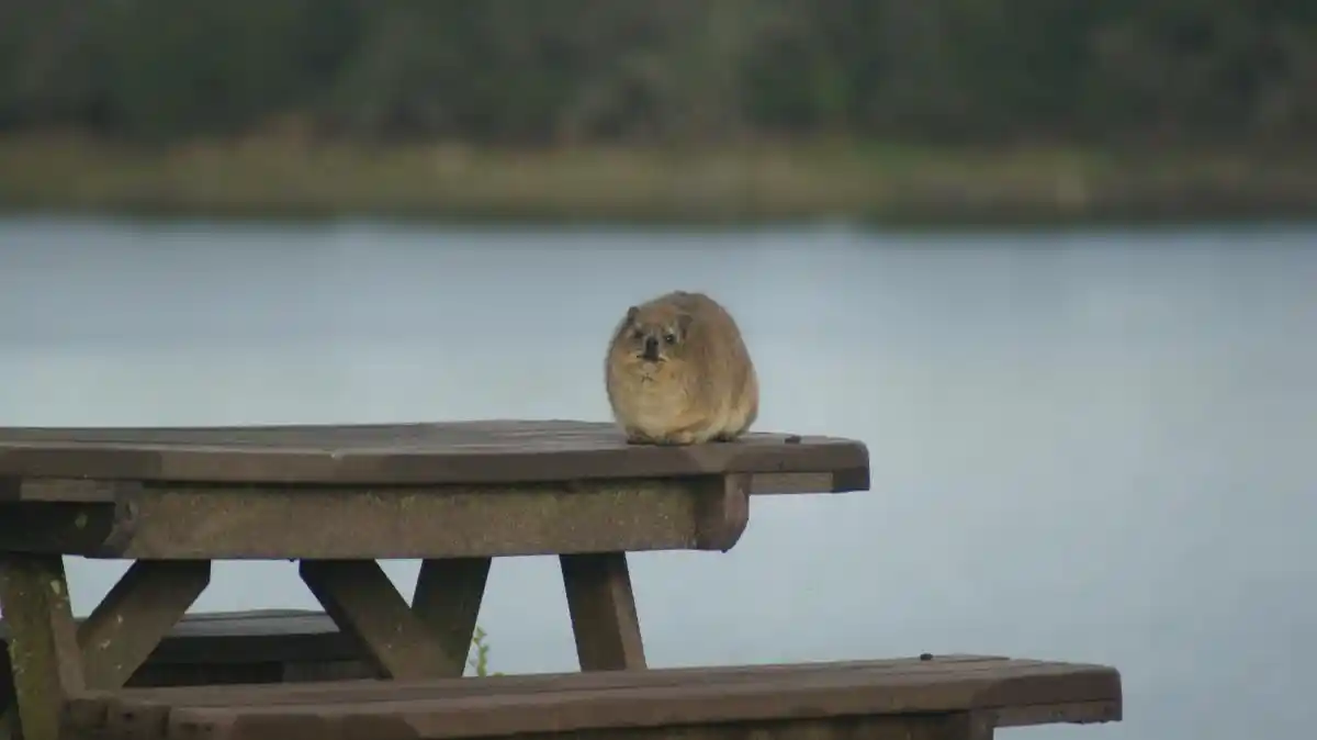 Dassis en la Garden Route, uno de los animalitos más divertidos que veras durante un viaje a Sudáfrica