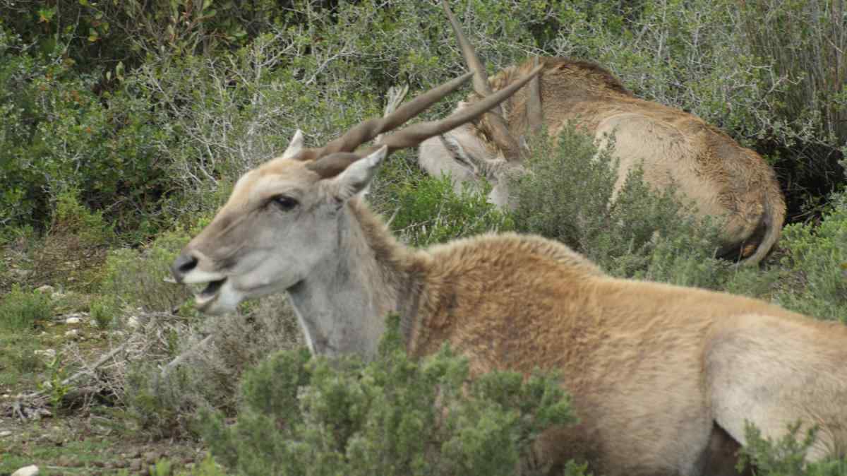 Animales salvajes en De Hoop, durante nuestro nature drive en familia.