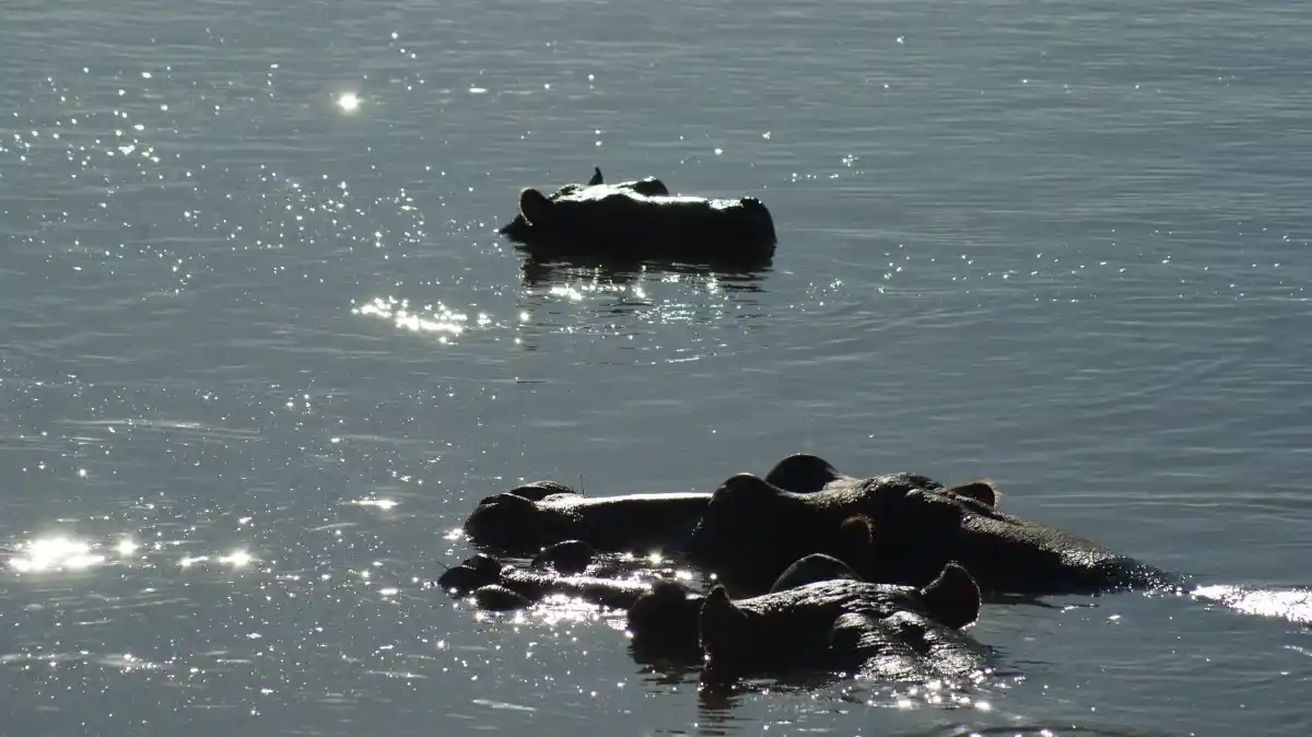 Hipopótamos en al agua, que se ven en Santa Lucía, en Sudáfrica, durante un viaje haciendo safaris por libre