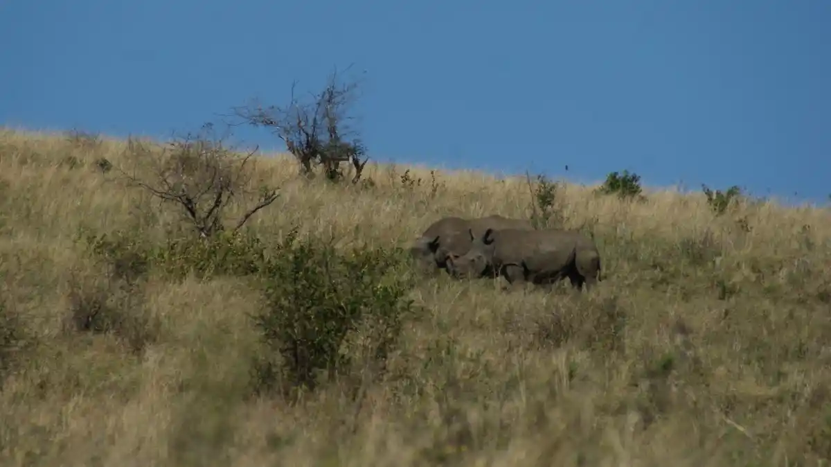 Rinocerontes que vimos en iSimangaliso Westlad Park, donde hicimos un safari con niños