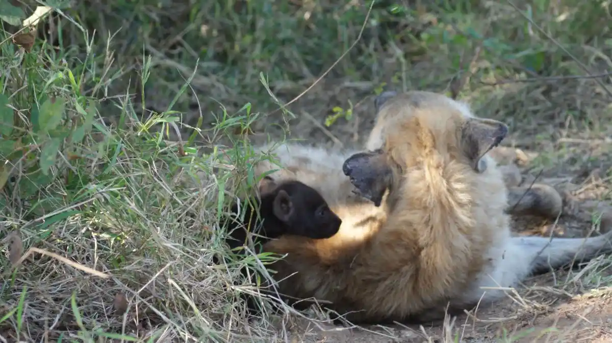 Hiena con cachorritos que vimos durante uno de nuestros safaris por libre, durante nuestro viaje familiar a Sudáfrica