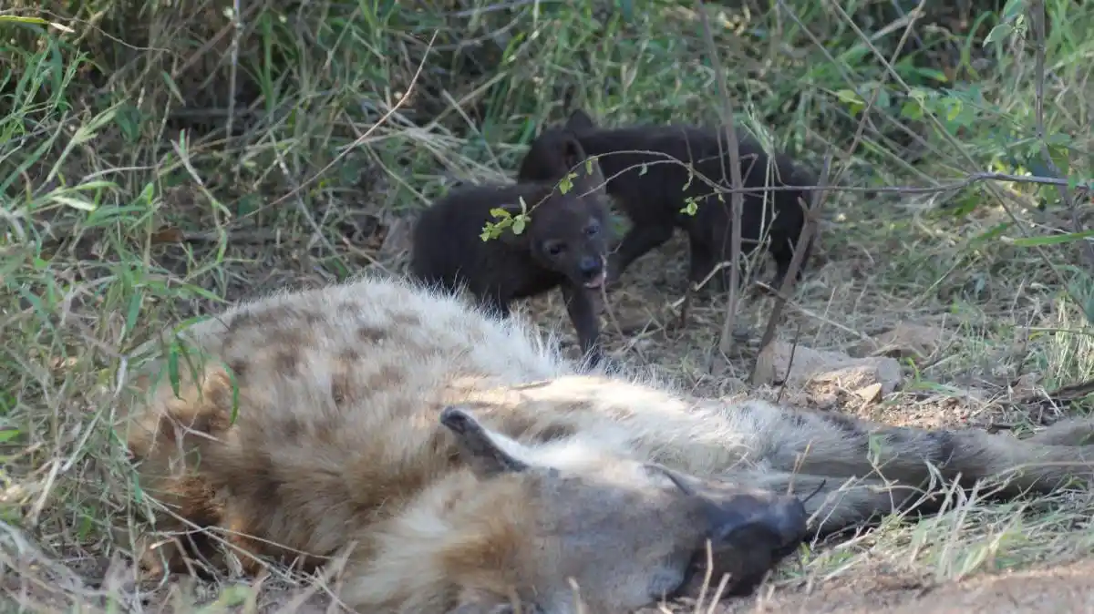 Hiena con sus cachorritos que vimos en el Parque Kruger, durante nuestro safari con niños