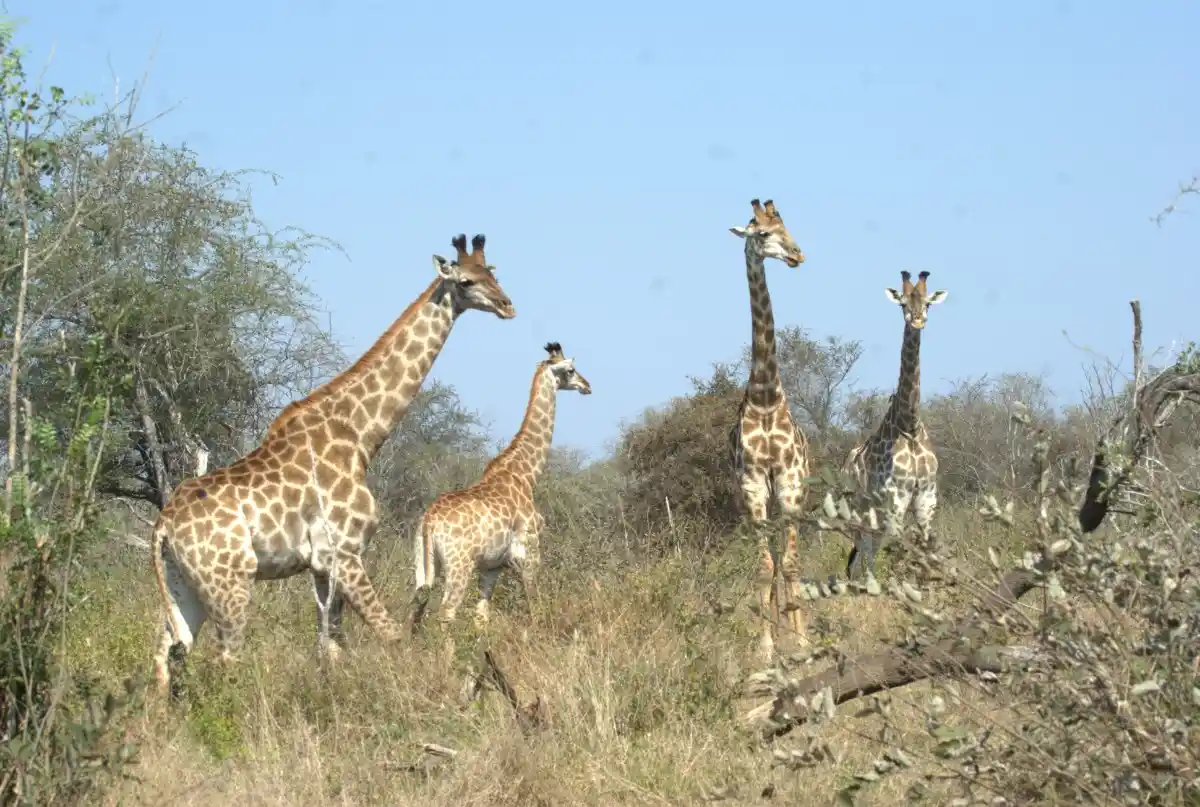 Jirafas que vimos haciendo safari por libre en Sudáfrica, durante nuestro viaje familiar con niños