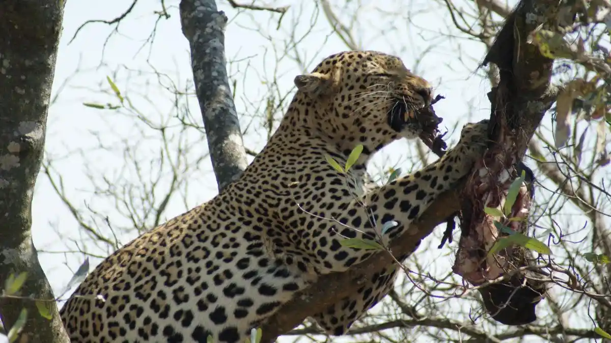 Leopardo que vimos en el Parque Kruger, durante nuestro safari en familia por este parque