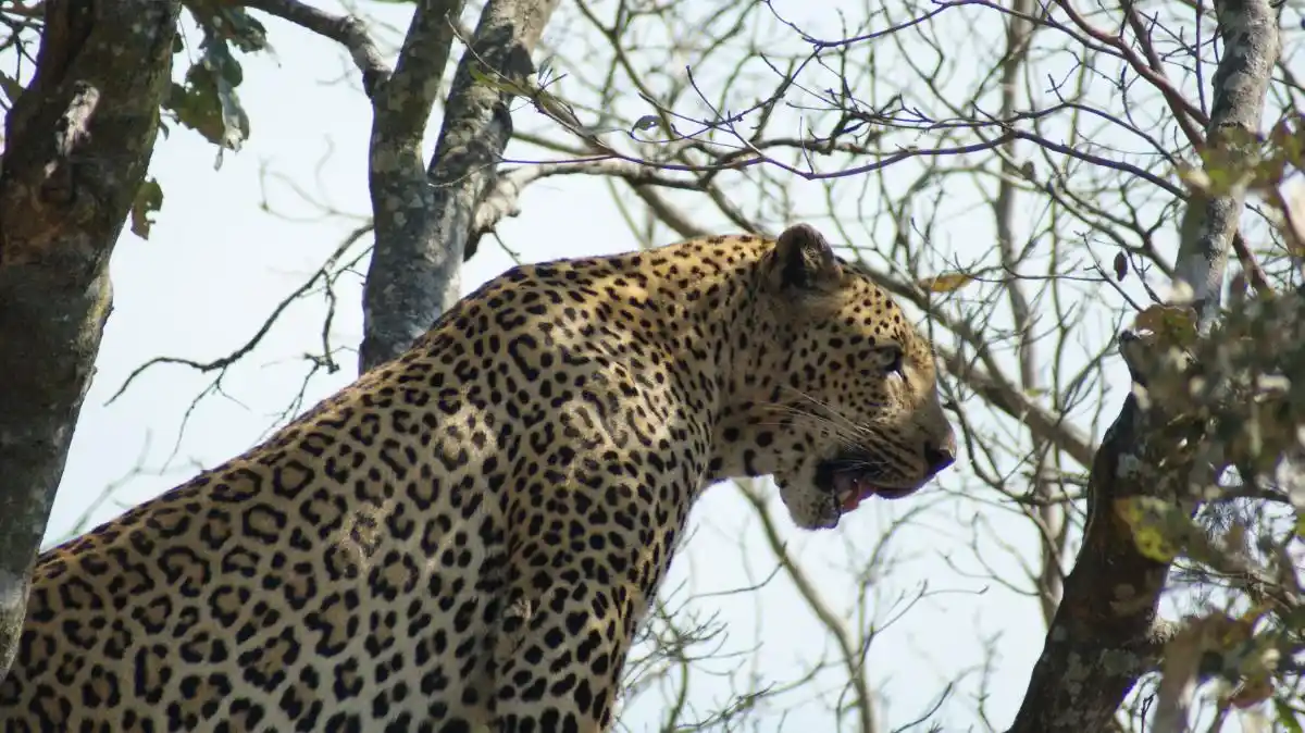 Leopardo en el Parque Kruger durante nuestro safari familiar en Sudáfrica
