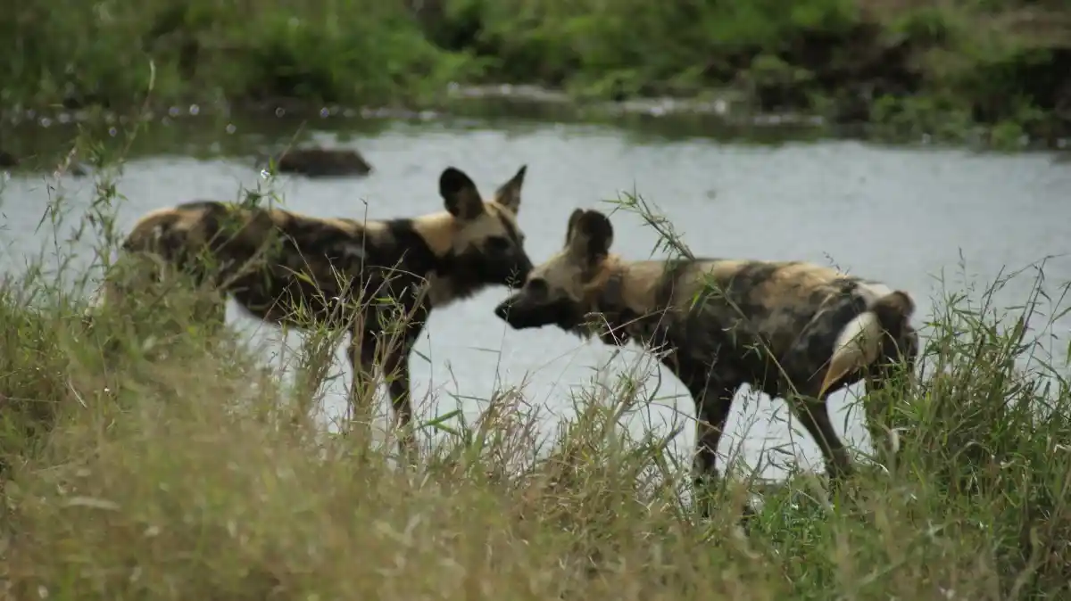 Wild Dogs (licaones), en Parque Nacional Kruger en Sudáfrica Wild Dogs o licaones que vimos durante uno de nuestros safaris en familia por el Parque Nacional Kruger