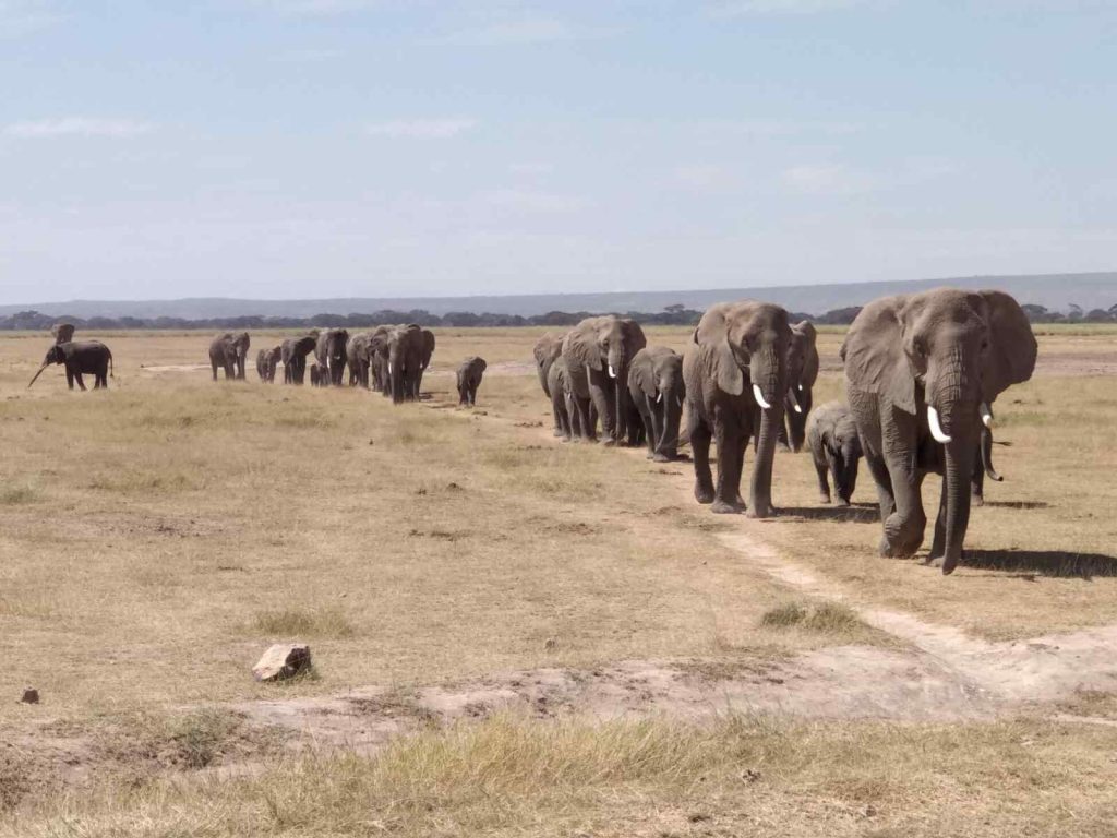 Manada de elefantes en Amboseli durante uno de nuestros mejores safaris en África