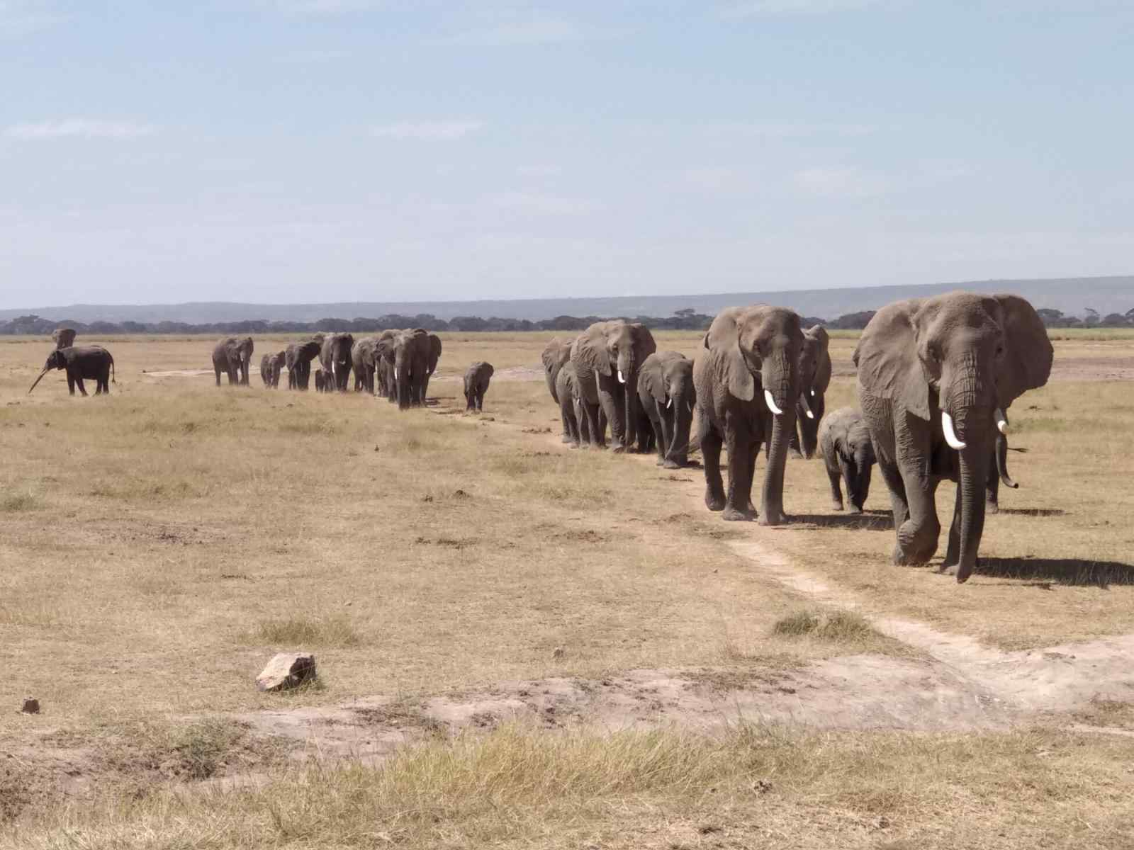 Manada de elefantes en Amboseli durante uno de nuestros mejores safaris en África