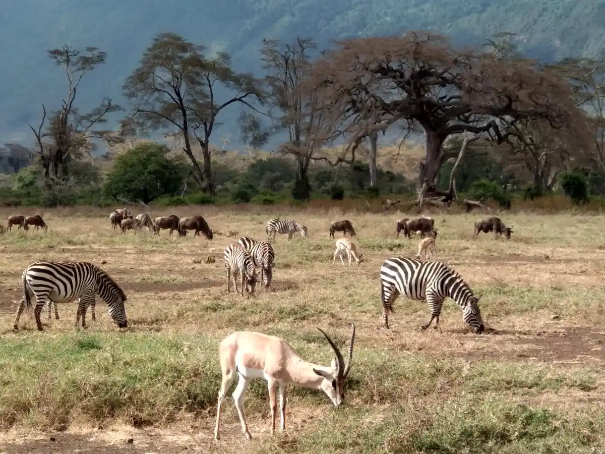 IMG_20180814_090426_HDR Manádas de mamíferos en las explanadas del Masai Mara, uno de los majores parques naturales de África