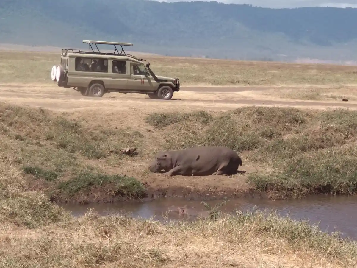IMG_20180814_105704 Hipopótamo descansando en una charca durante uno de nuestros safaris familiares en África