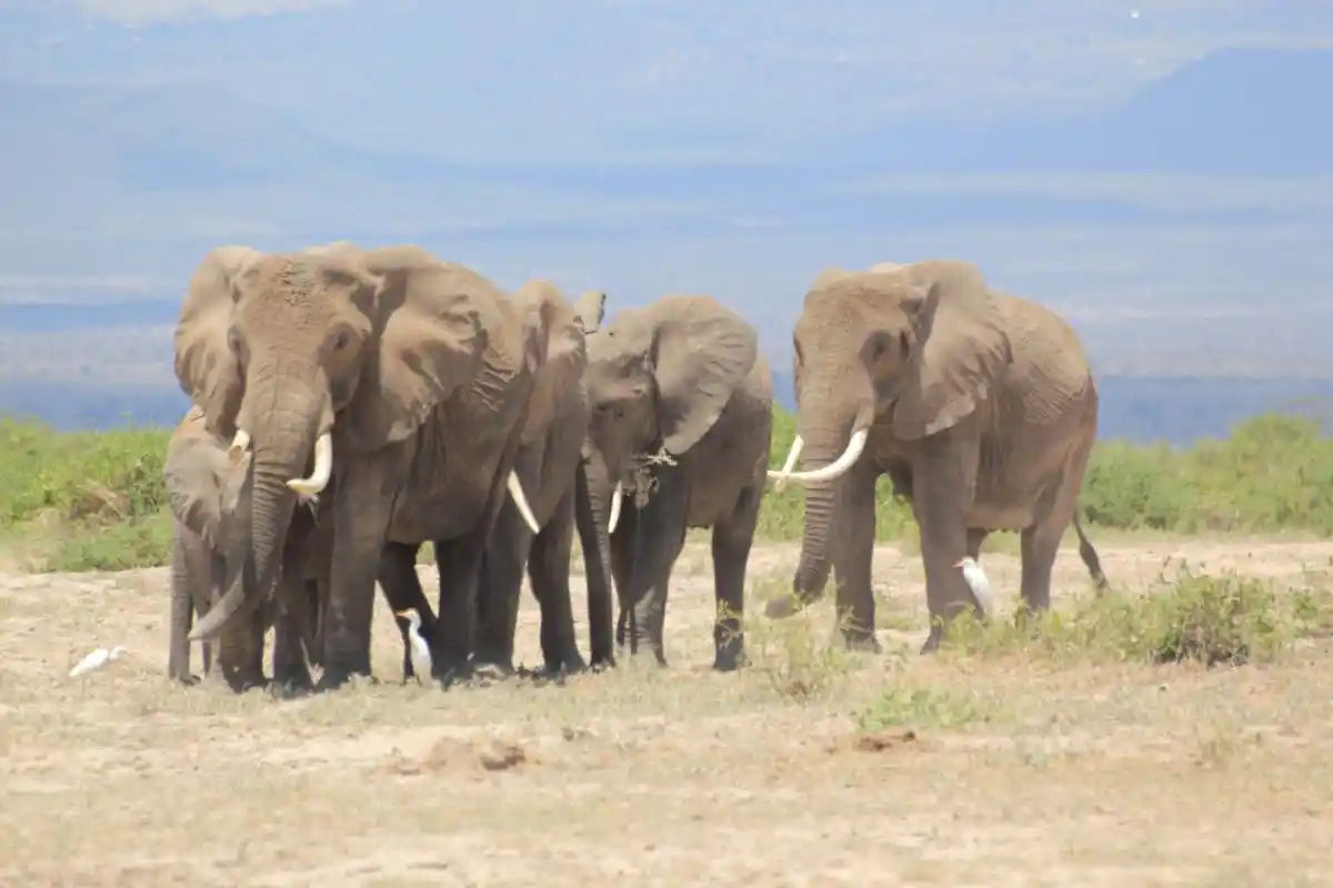 IMG_4826 Elefantes en amboseli, uno de los avistamientos que más disfrutarás durante un safari en África