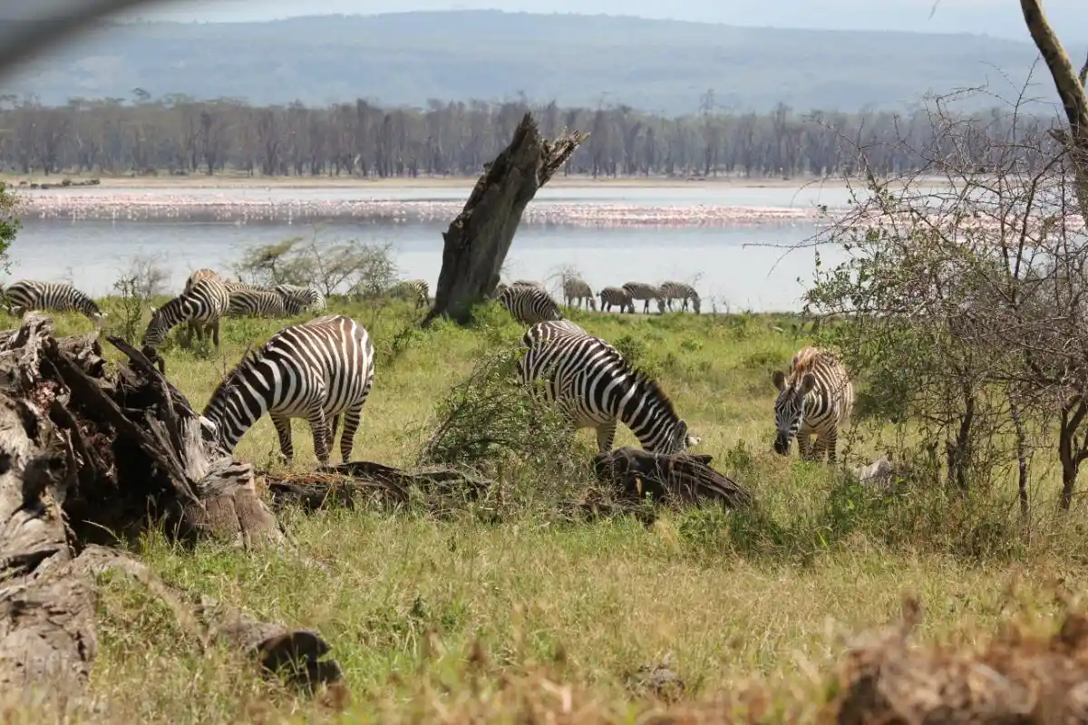 IMG_5240 Lago Nakuru en Kenia, unos de los mejores parques naturales que puedes visitar durante un safari en Kenia