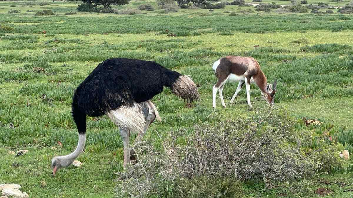 Animales salvajes que vimos en De Hoop durante nuestro safari con niños por la reserva