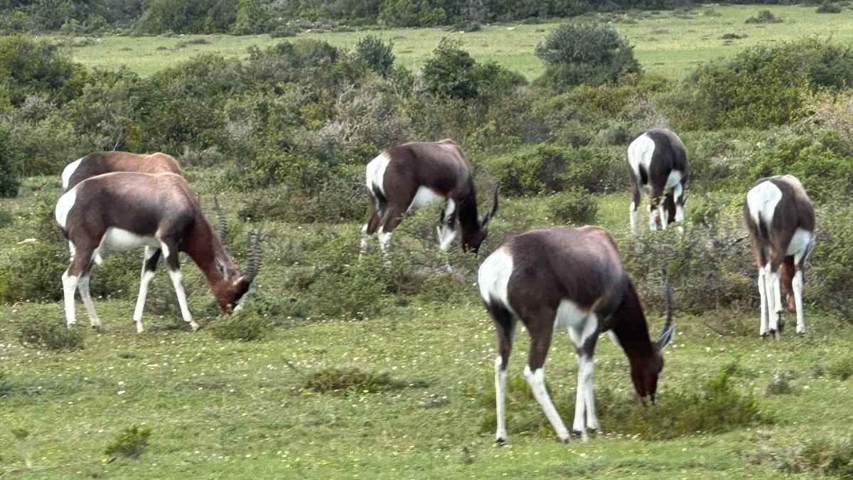 Animales salvajes que vimos en De Hoop, en nuestro viaje a Sadáfrica con niños