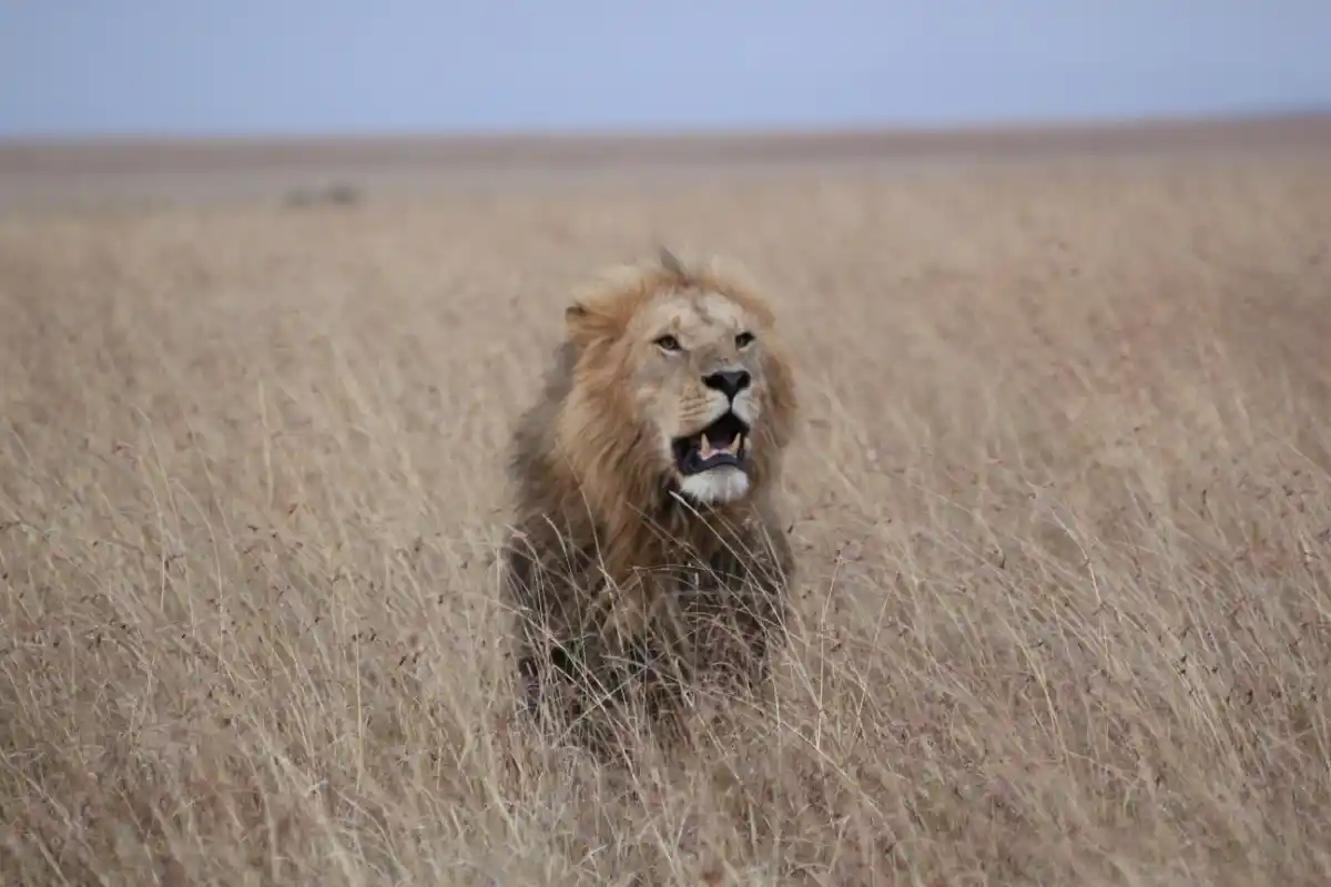 León que vimos durante un safari en el Masai Mara, Kenia